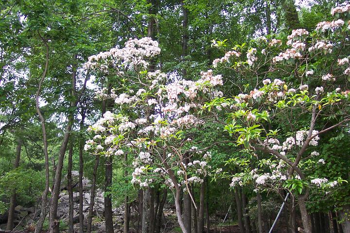 MntLaurelt 029.jpg